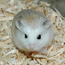 Chuột hamster robo có những đặc thù đặc thù gì?