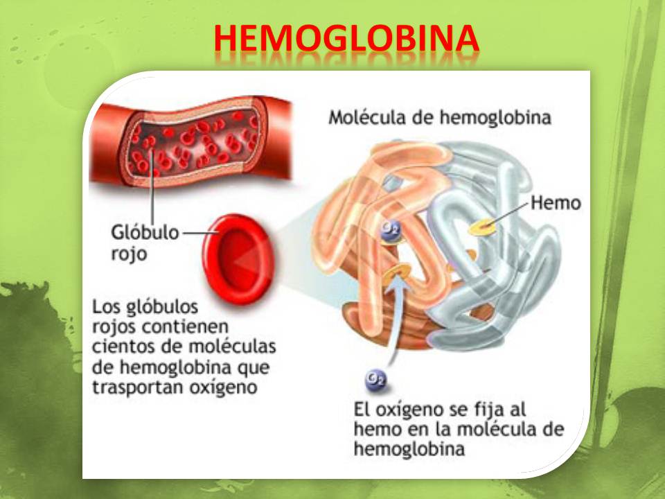 Hemoglobina en orina positivo 1 que significa