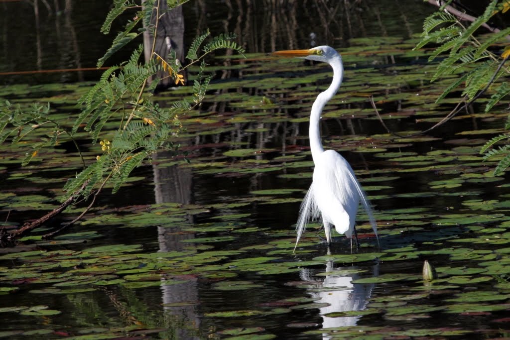 Aves do Pantanal - MarceloBugre: GARÇAS E SOCÓS (Ardeídeos) São aves ...