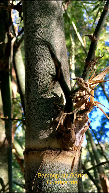 Agrobambu/Bambuplatz Garten GUADUA TRINII bambu nativo do rs