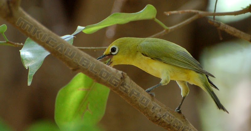 Kumpulan Gambar Pleci yang bagus | Burung Kicau Terbaik