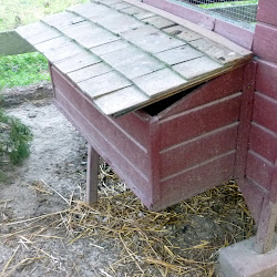 coop chicken should box nesting chickens beat backyard heat summer help lucas