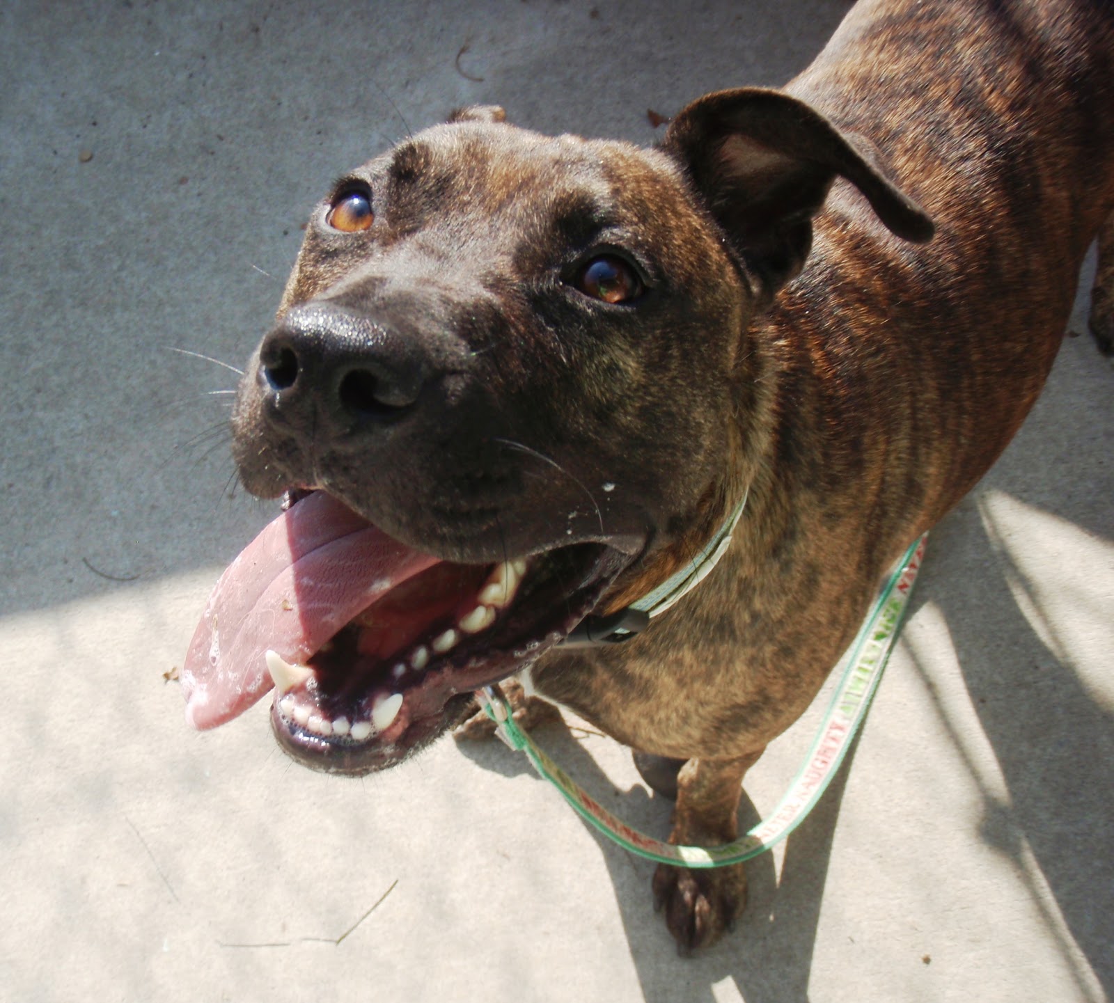 The Chronicles of Cardigan Meet (sweet) William, an Adoptable Cardigan