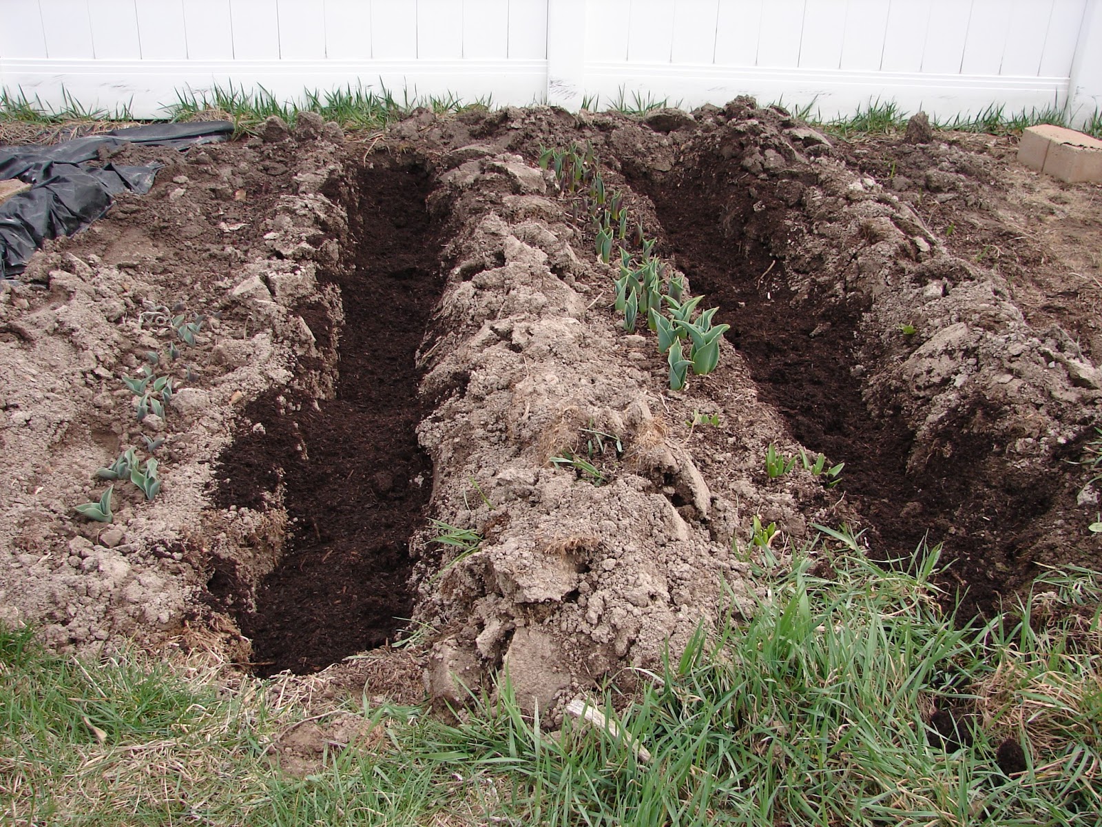 New Utah Gardener How Do I Plant Asparagus?