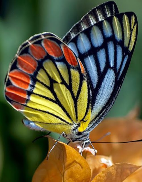 En Guzel Kelebek Resimleri Dilek Mektubu