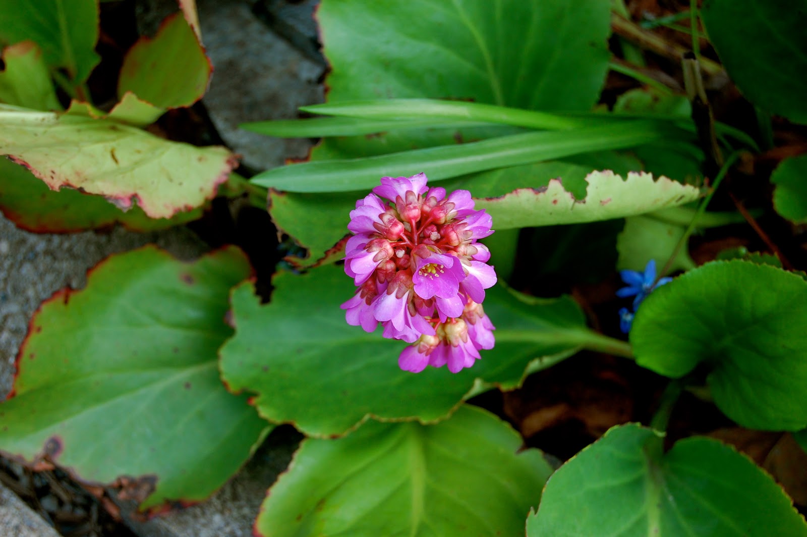 Astrid's Garden Design Top Perennials Part 5 (of many)