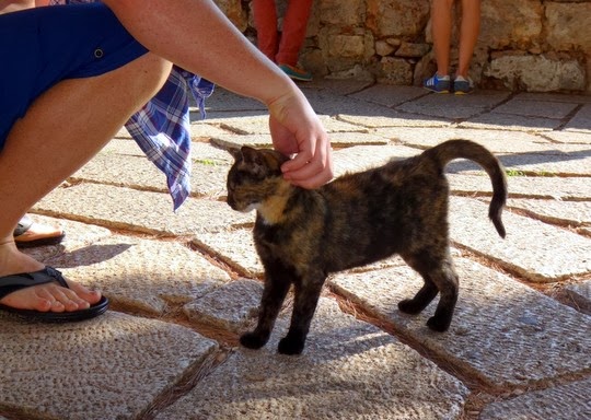 cat of dubrovnik croatia