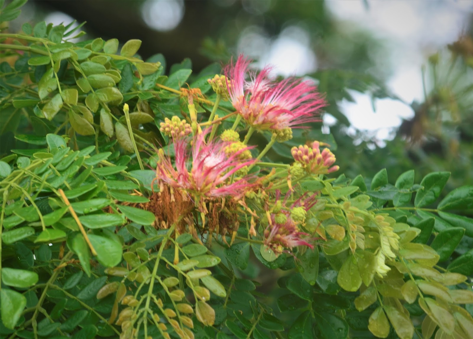 Laman Kambatik Plants list (4th ed.) Rain tree (Samanea