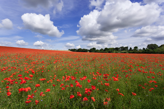 Bright red poppies in the morning sun under a blue sky and white clouds outside Royston in Hertfordshire by Martyn Ferry Photography