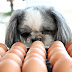 Από πού έτρωγαν παλιά οι σκύλοι τα αυγά;....