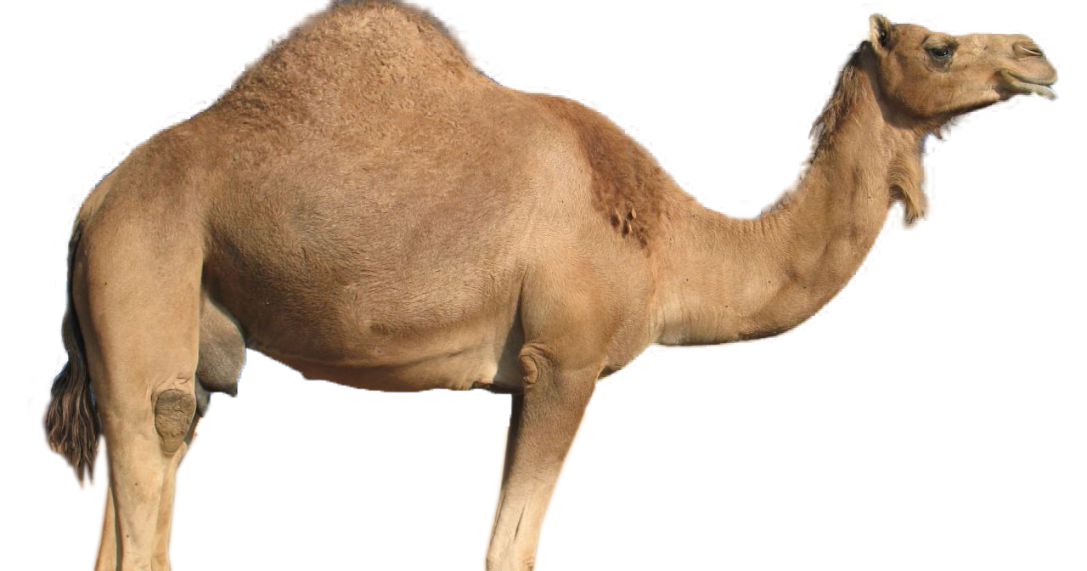 Know Little About Camels ORIENTATION ON HOW TO REAR ANIMALS