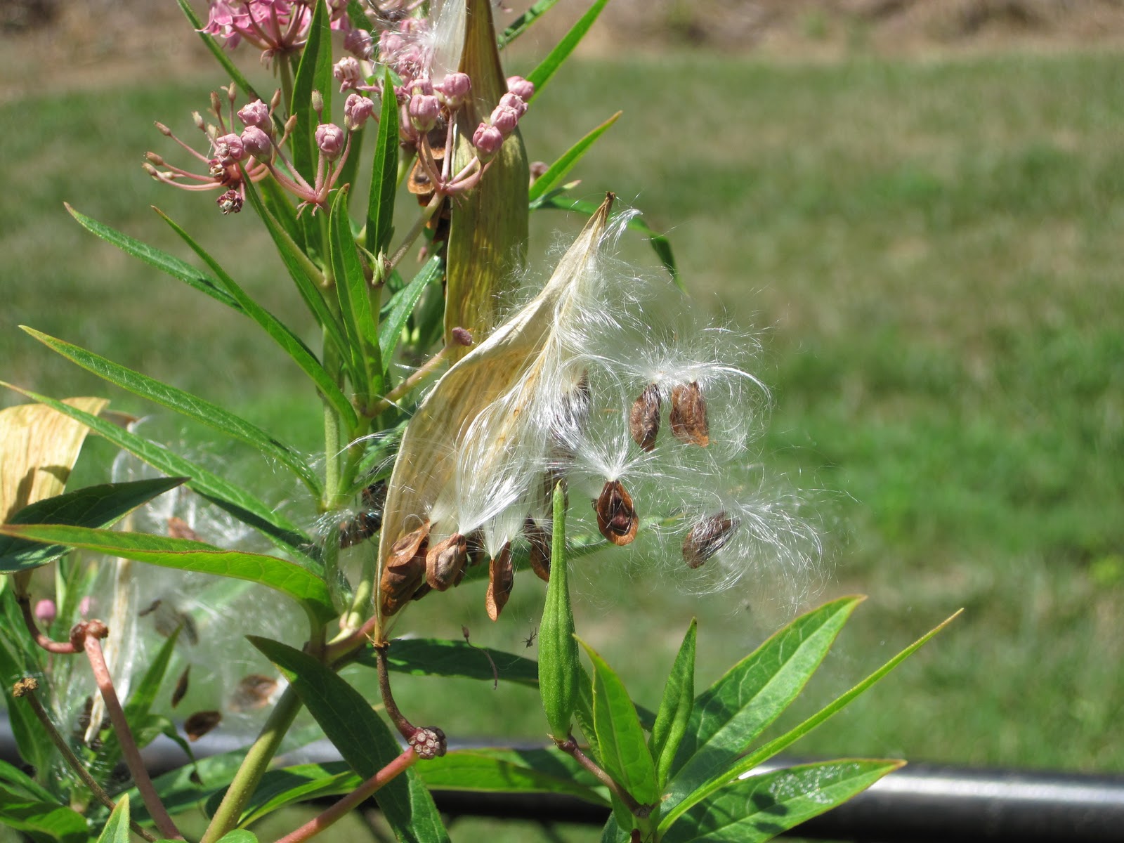 When To Plant Swamp Milkweed Seeds