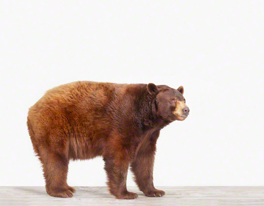 Bear by The Animal Print Shop The Animal Print Shop