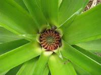 pineapple flower