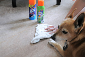 Pet stains can easily be removed with Spot Shot Carpet Stain Remover