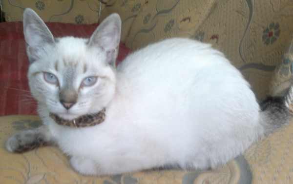 gato-siames-caracteristicas-raza