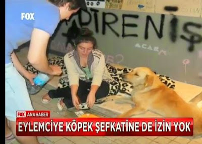 köpek polislerin peşini bırakmadı araçlarının ardından koşturdu 