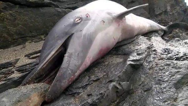 FOTOS: Cientificos preocupados por la muerte de animales en el atlantio FOTOS: Cientificos preocupados por la muerte de animales en el atlantio