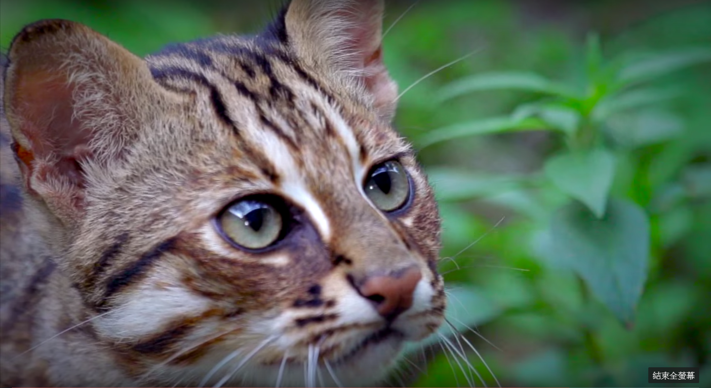 【石虎報報】模樣可愛「石虎」 八里十三行展出 - 石虎抱抱 Hug Taiwan Leopard Cat