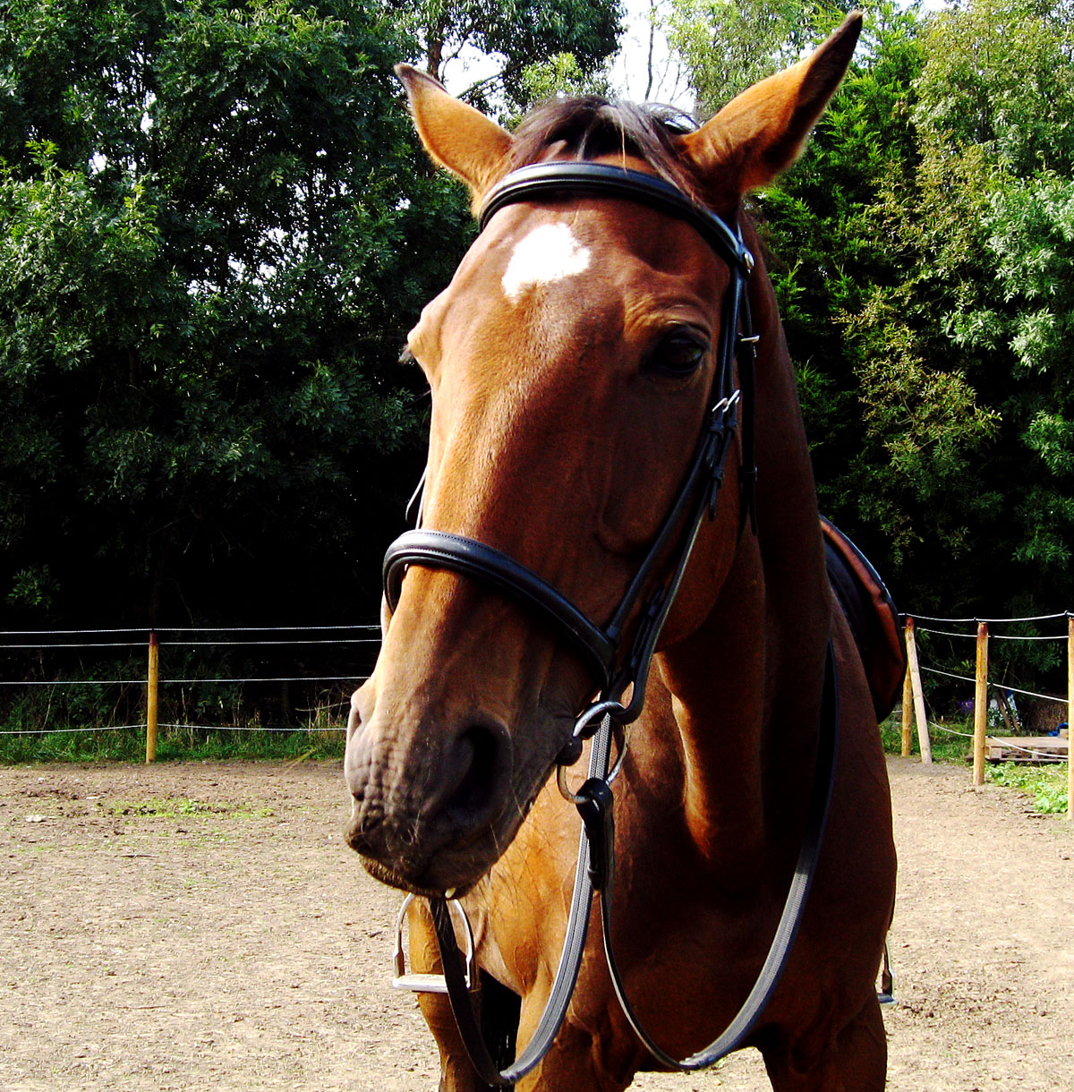 My Equestrian World Wintec Rear Riser Saddle Pad Review