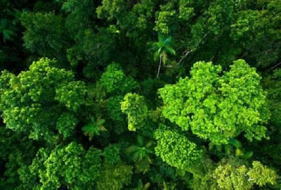 Scientists propose new evolution model for tropical rainforests