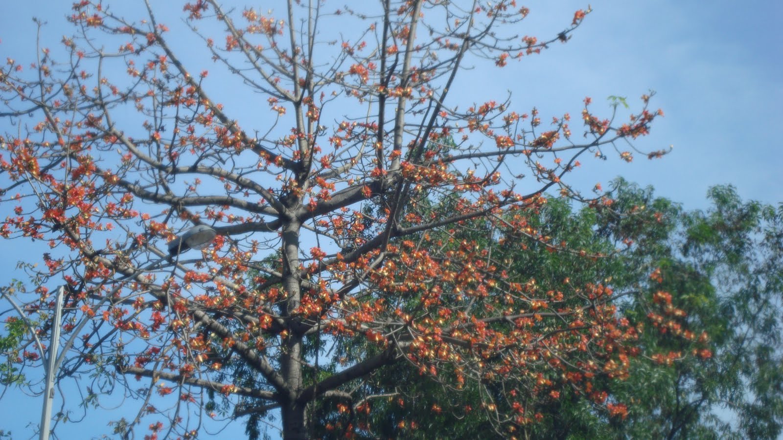 Living with Nature - School on Blog by Dr. Abercio V. Rotor: Trees ...