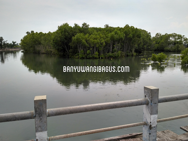 Mangrove Pulau Santen.