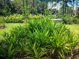 Fresh Green Leaves Of Pandanus Amaryllifolius Or Pandan Wangi In The Garden