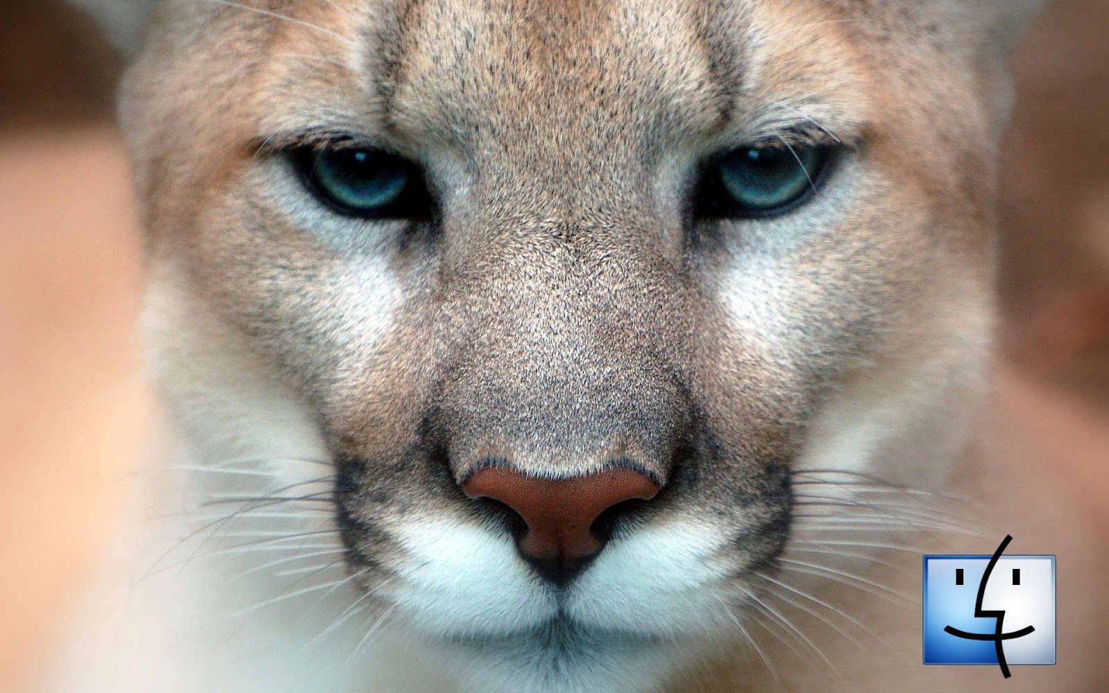 realplayer for mac mountain lion realplayer for mac mountain lion