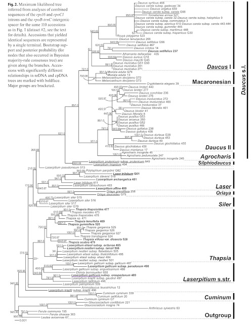 Ботанічний блог Дениса Давидова КозоПолянський був правий