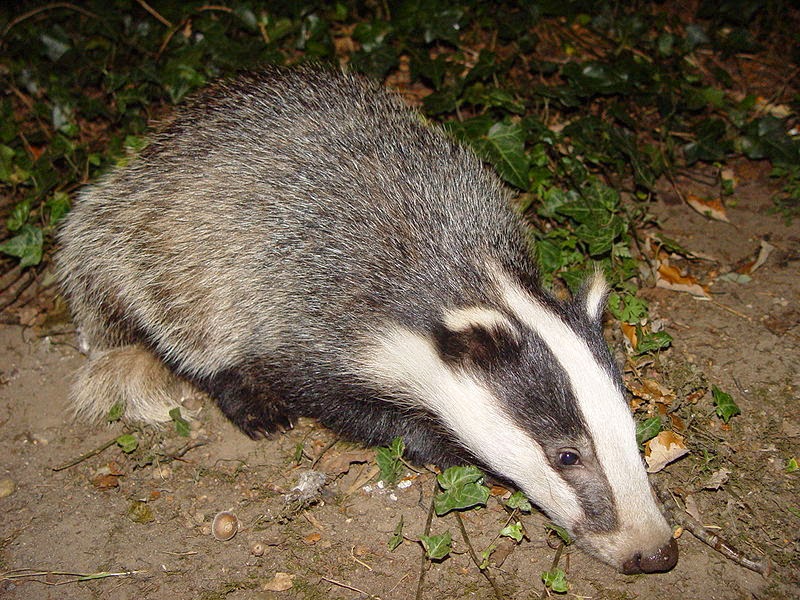 Badger Facts