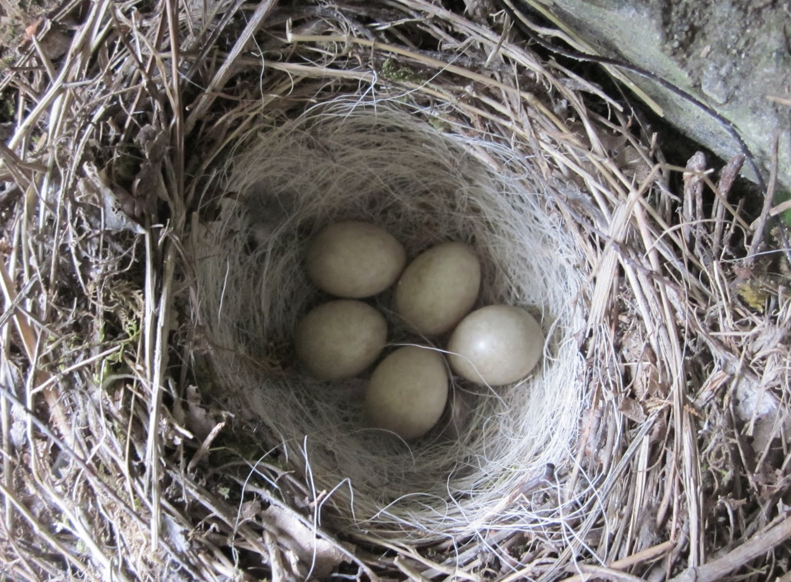 eresfea: Huevos y más huevos