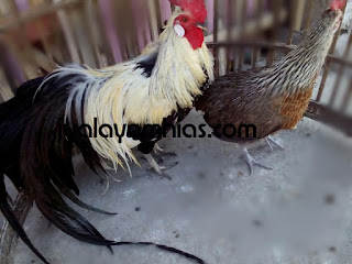 Galeri Foto Ayam Phoenix Terbaru 13 Galeri Foto Ayam Phoenix Terbaru Jual Ayam Hias Ayam Phoenix Dewasa Sepasang