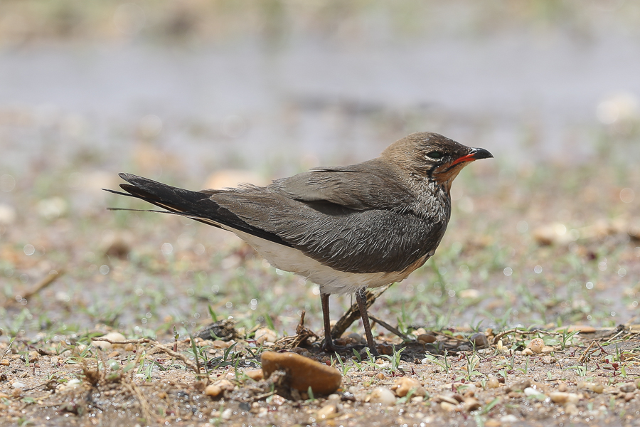 Collared Pratincole and other interesting birds Black winged Pratincole
