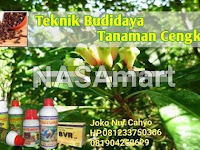 Cara Meningkatkan Hasil Panen Cengkeh Cara Meningkatkan Hasil Panen Cengkeh