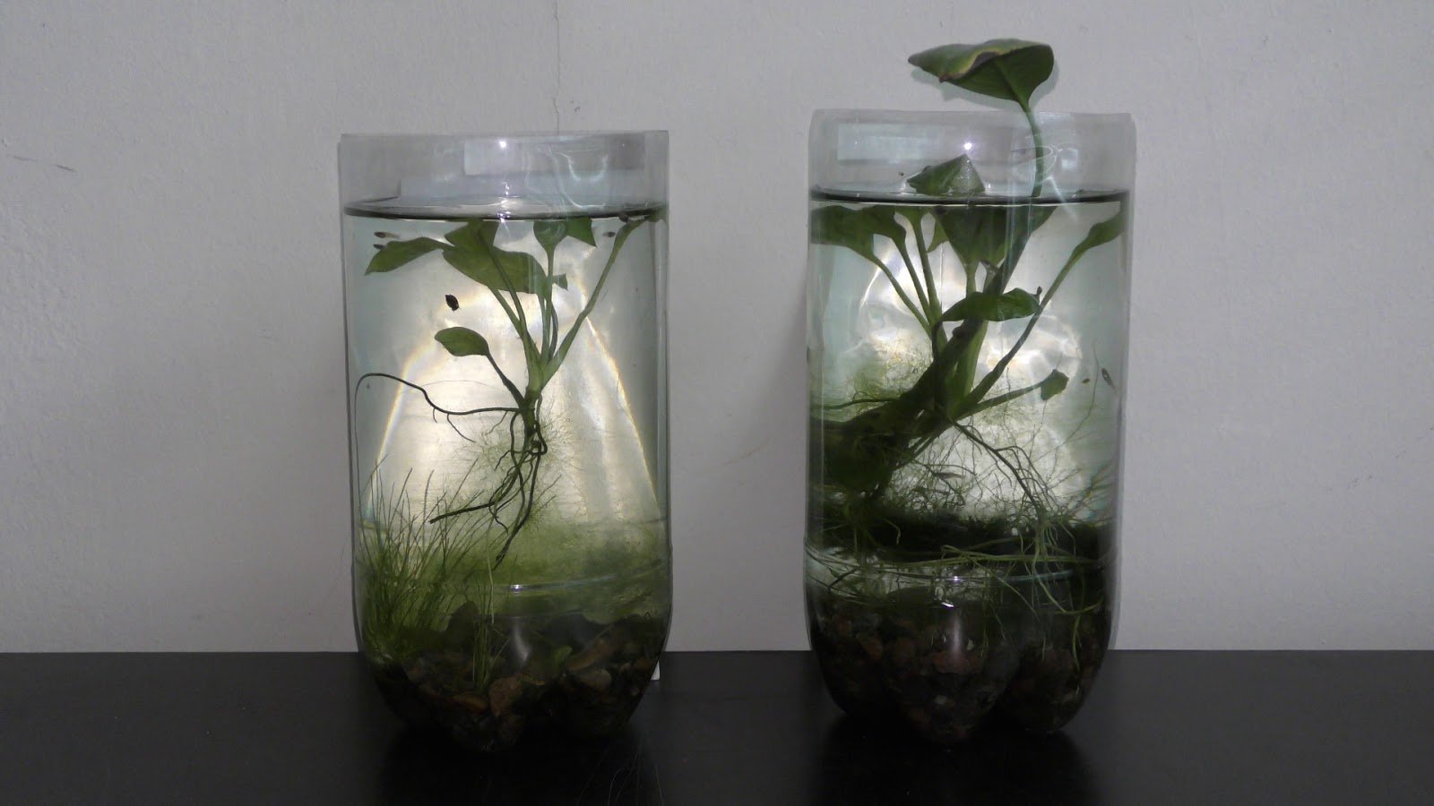 Random Bits Growing Peace Lily Underwater