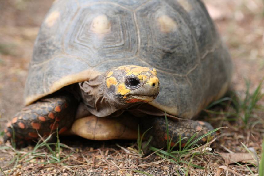 Family Cleaned Their Storage Room And Found Their Tortoise, Missing Since 1982 Family Cleaned Their Storage Room And Found Their Tortoise, Missing Since 1982