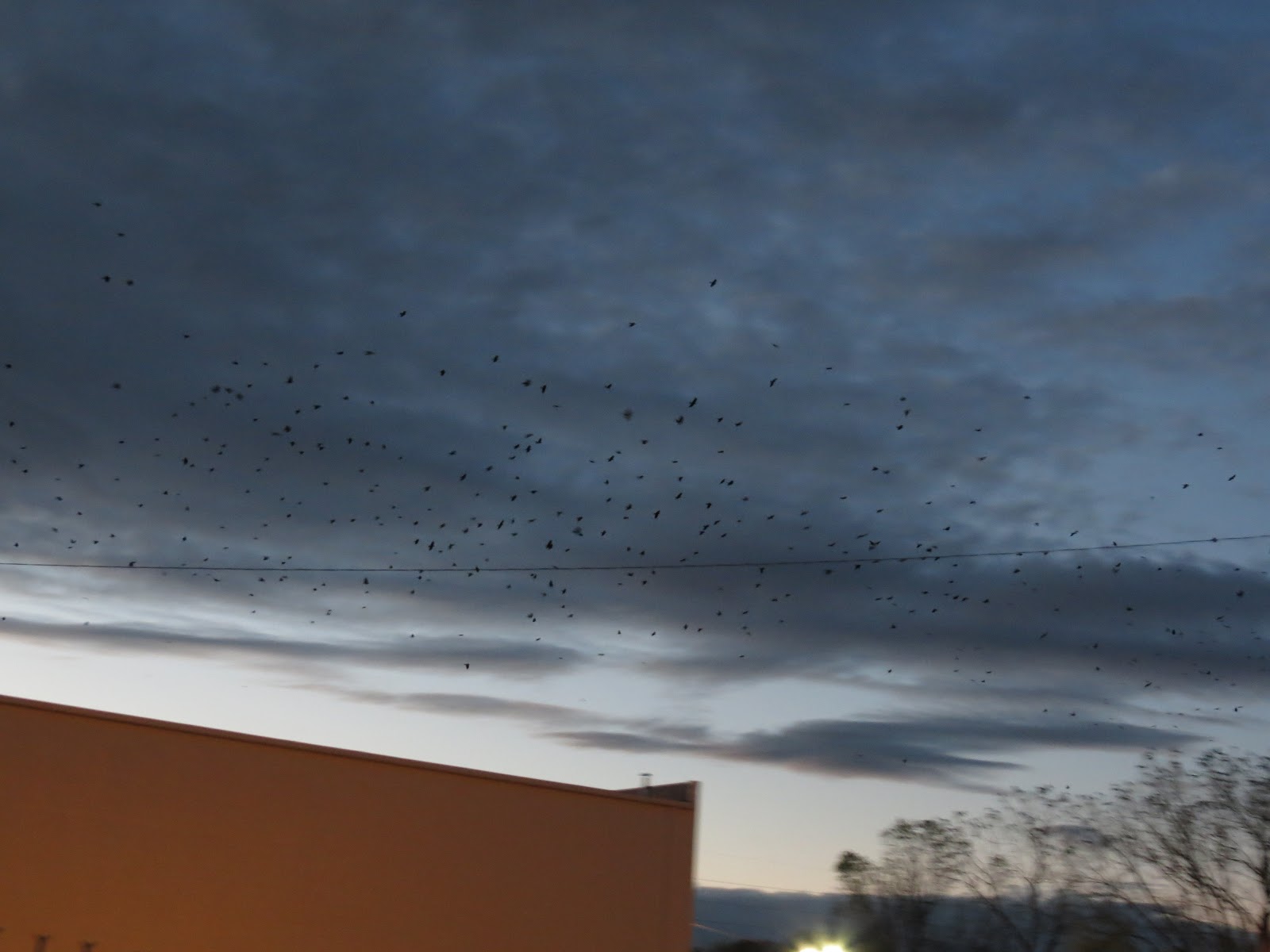 The Crow's Roost: THE CROW ROOST