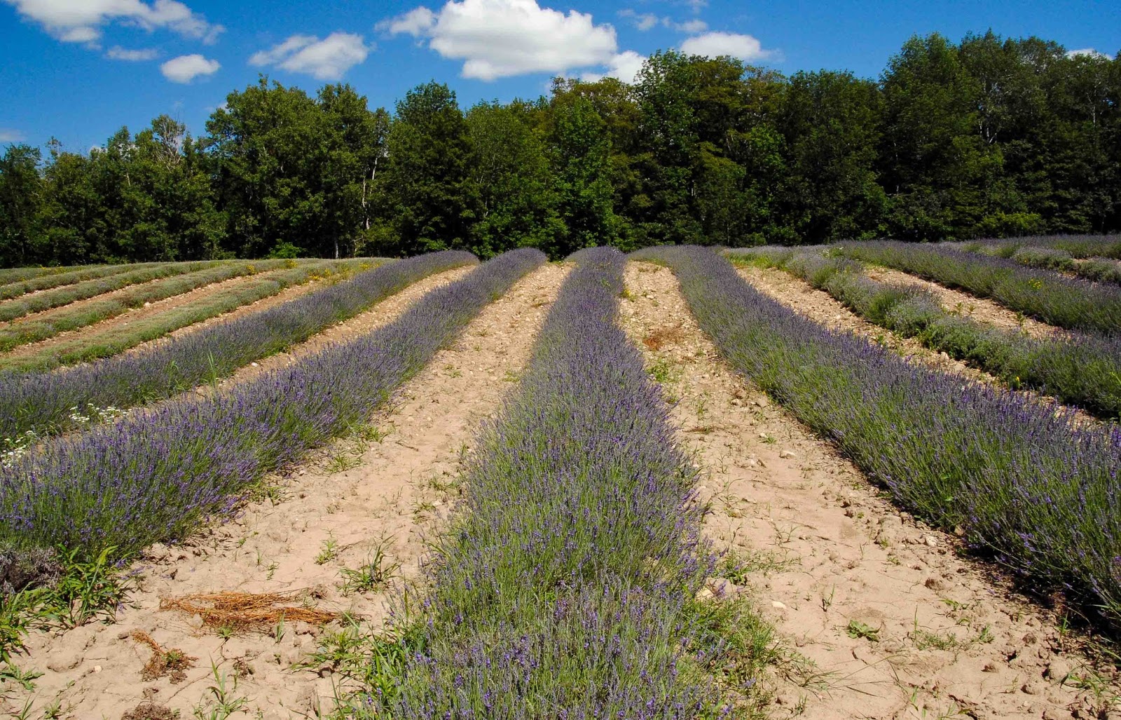 Seasons in the Valley + Furry Gnome's Adventures Lavender Farm