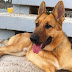 Χάθηκε σκυλί στην περιοχή της Νέας Σμύρνης