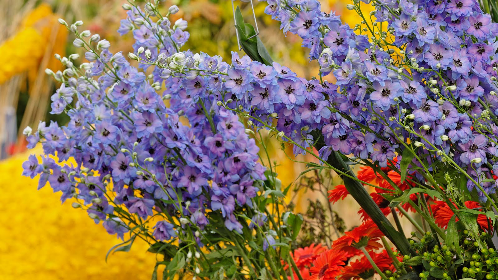 http://2.bp.blogspot.com/-0wyu6EexfkE/ThHx25Fc9aI/AAAAAAAAFGw/5xJX7agcfww/s1600/Flores+del+jardin-Garden+Flowers---2.jpg
