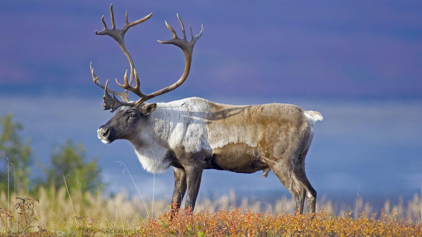 Top 20 Beutiful Animal Reindeer hd wallpapers Download Free Hd Wallpapers Top 20 Beutiful Animal Reindeer hd wallpapers Download Free Hd Wallpapers