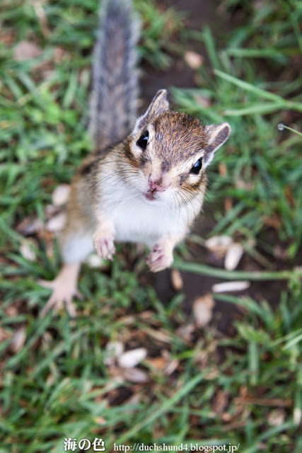 こちらの様子を伺うシマリス