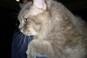 Kucing Utara Kesan sampingan selepas Vaksin Kucing