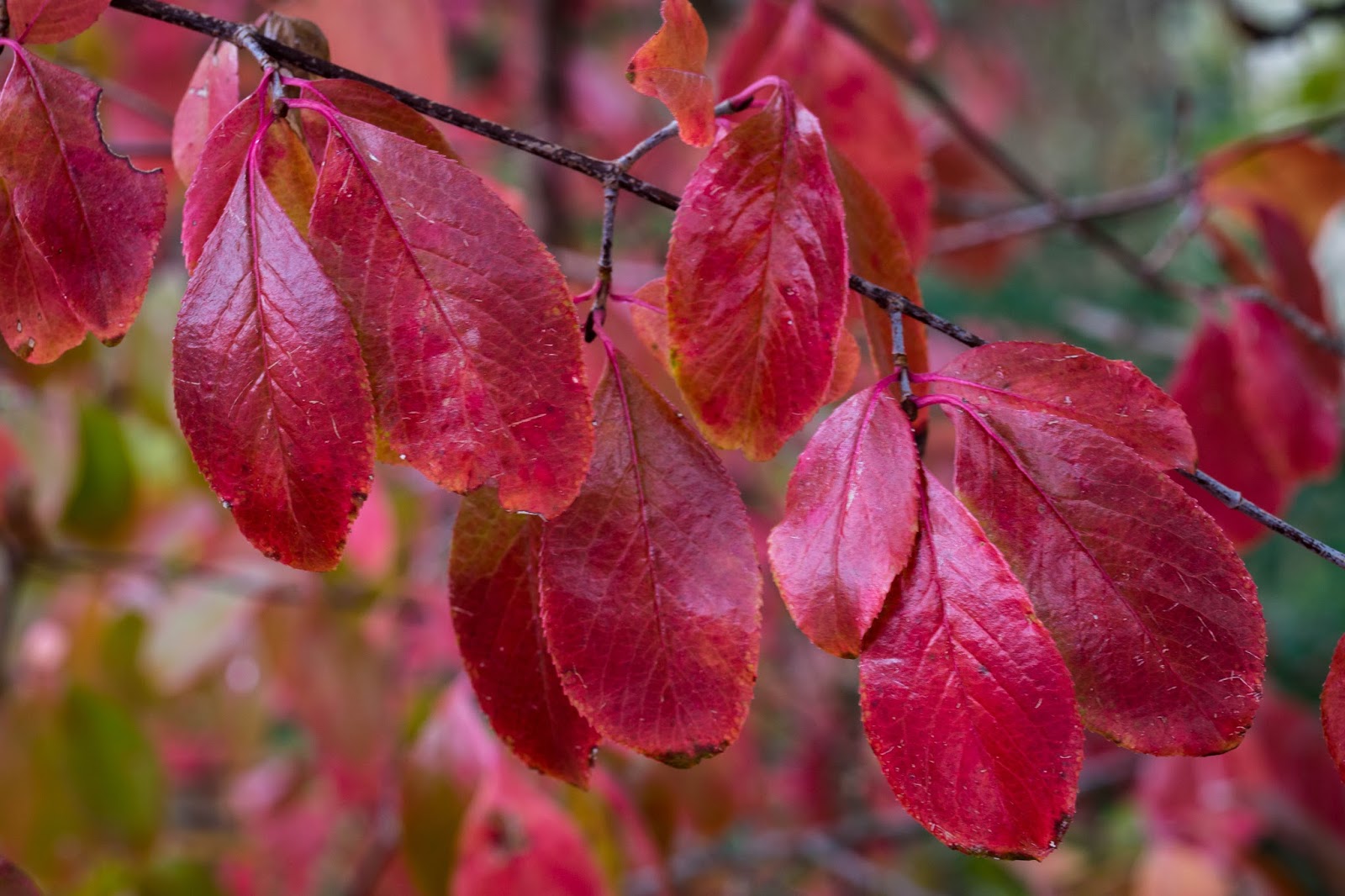 Clay And Limestone I Love Rusty