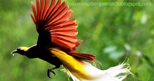 Angka Mimpi Burung Cendrawasih 2d 3d 4d Bergambar Dalam Buku Mimpi Buku Mimpi Bergambar Angka Mimpi Burung Cendrawasih 2d 3d 4d Bergambar Dalam Buku Mimpi Buku Mimpi Bergambar