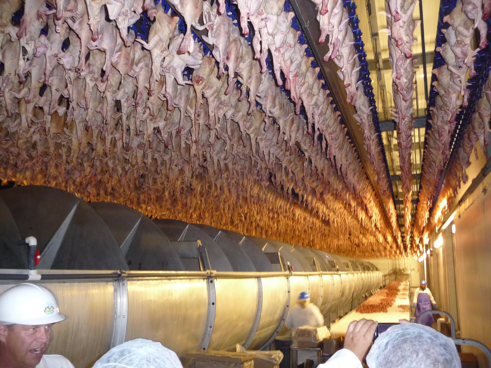 Mikey Likes Food! Pitman Farms Visit Mary's AirChilled Chickens