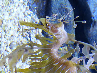 Dragon de mer feuillu - Hippocampe feuille - Phycodurus eques Dragon de mer feuillu - Hippocampe feuille - Phycodurus eques