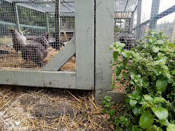 mice chicken keep chickens poison traps without coop fresheggsdaily run
