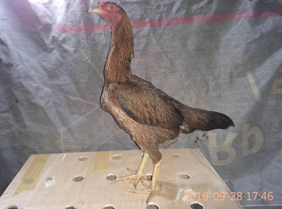 Indukan Ayam Aduan Kualitas Super Indukan Ayam Aduan Kualitas Super